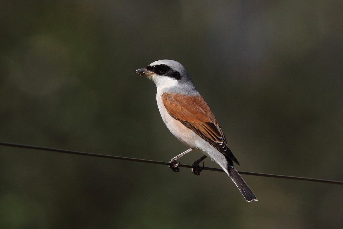 Red-backed Shrike - ML47430491