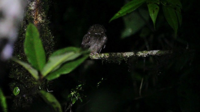 Long-whiskered Owlet - ML474305