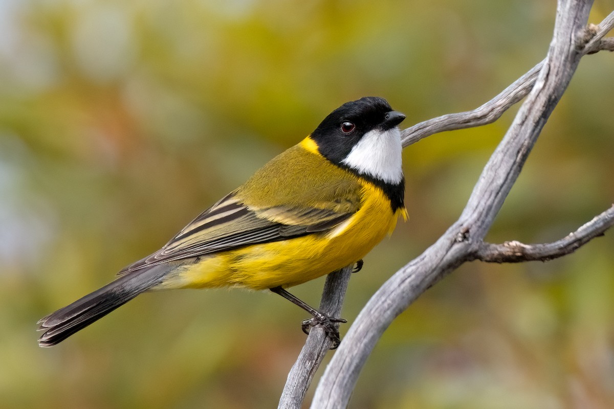 Golden Whistler (Western) - ML474308041