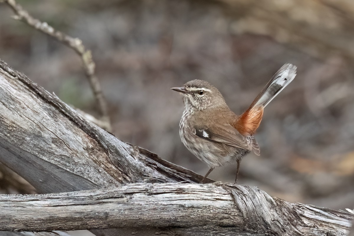 Shy Heathwren - ML474308071