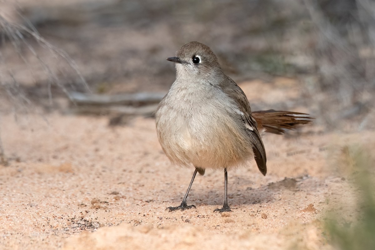 Southern Scrub-Robin - ML474308081