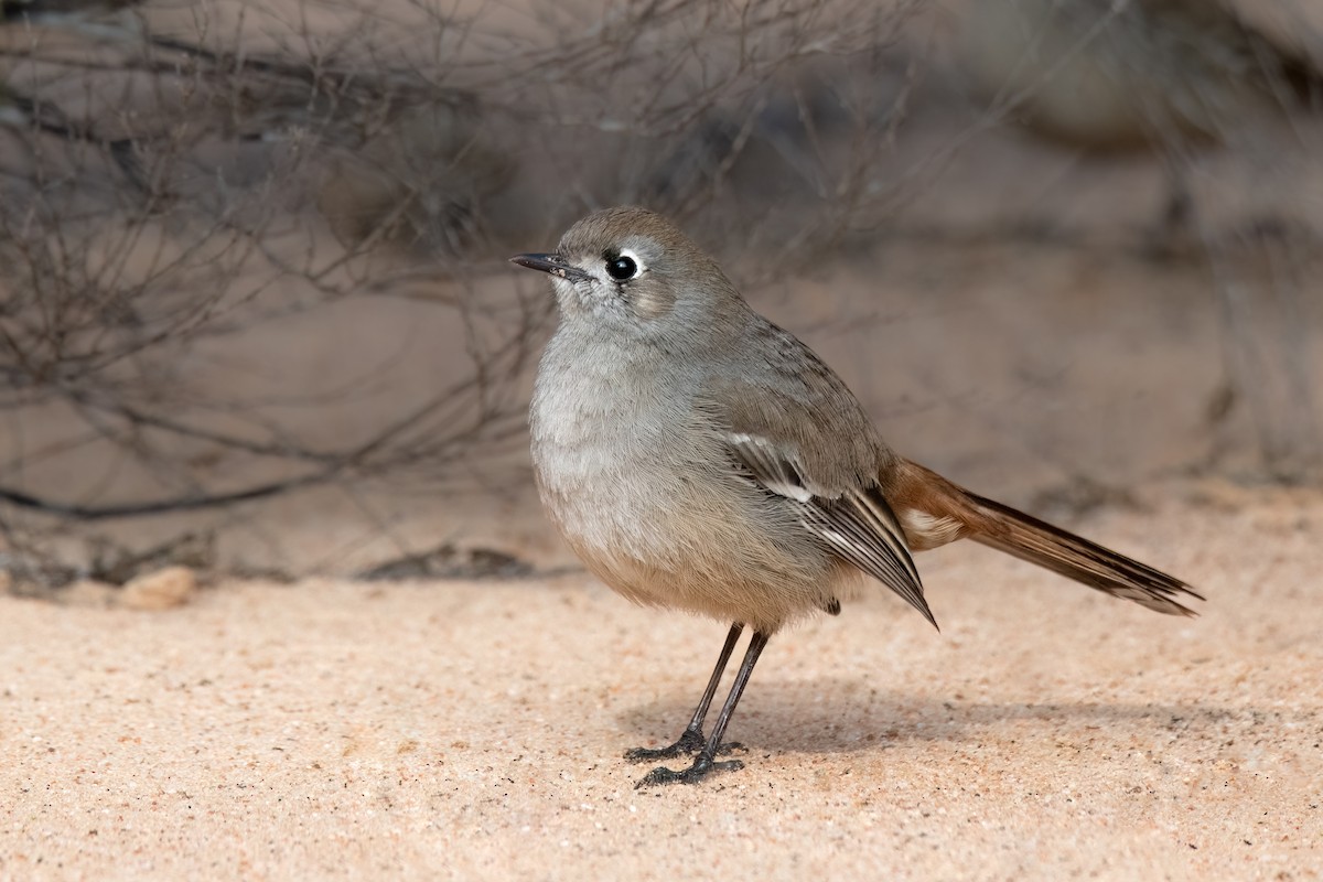 Southern Scrub-Robin - ML474308091