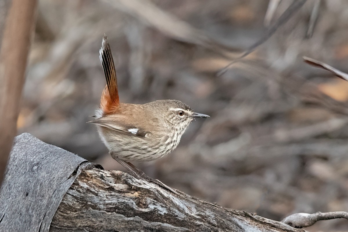 Shy Heathwren - ML474308101