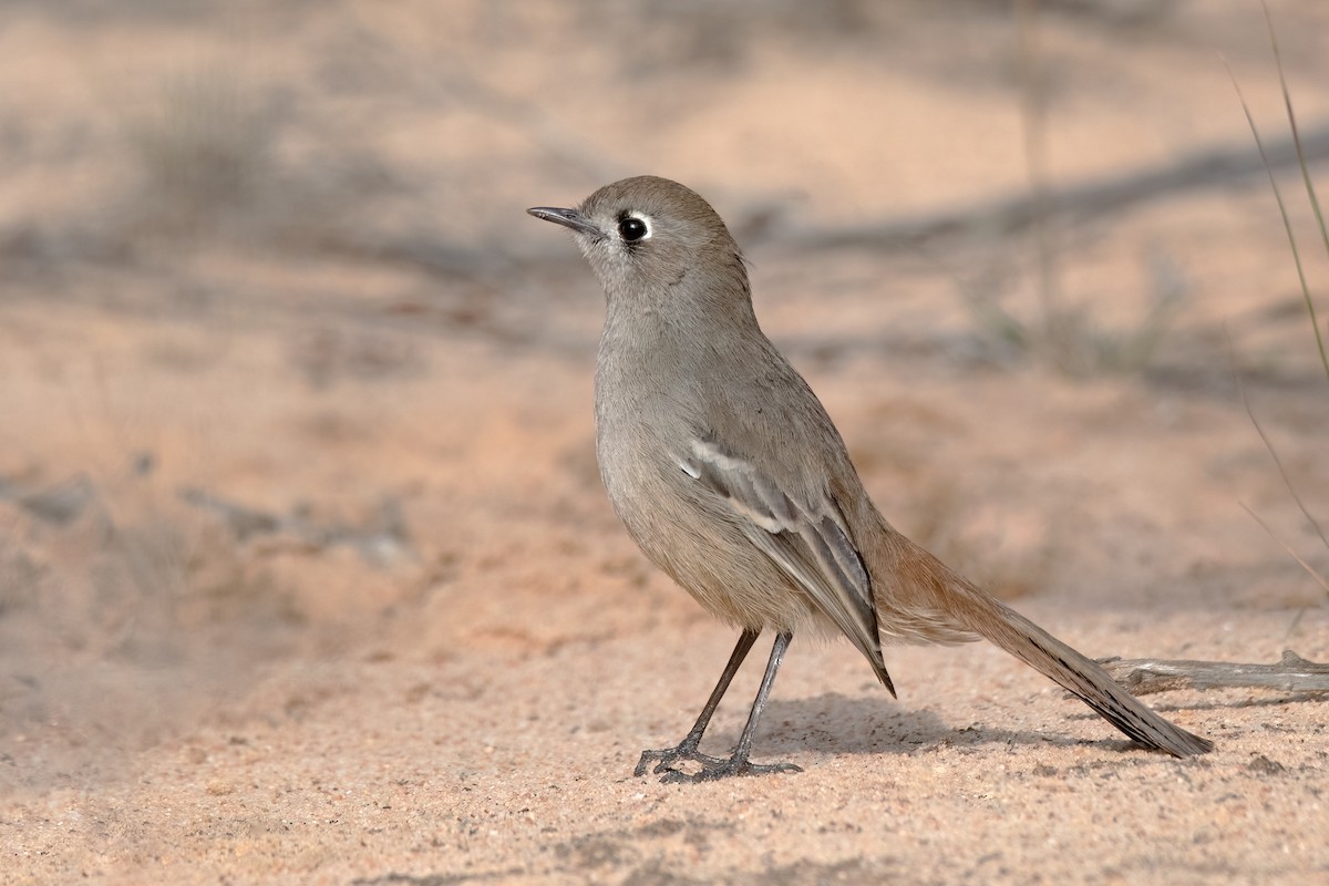 Southern Scrub-Robin - ML474308111