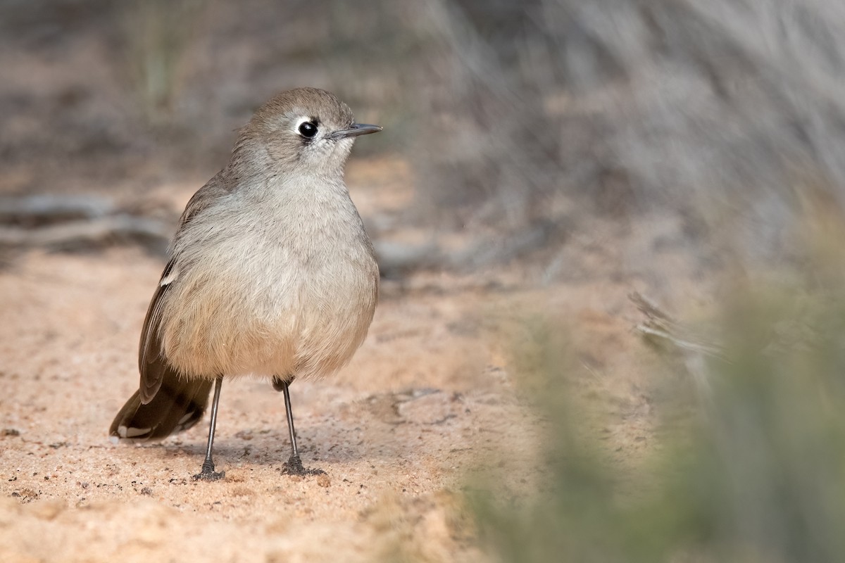 Southern Scrub-Robin - ML474308121