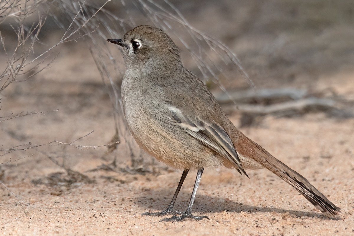 Southern Scrub-Robin - ML474308141