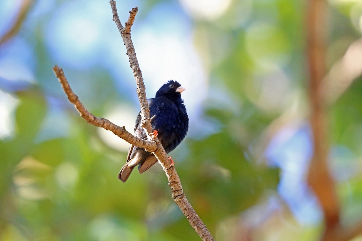 Green Indigobird - Nigel Voaden