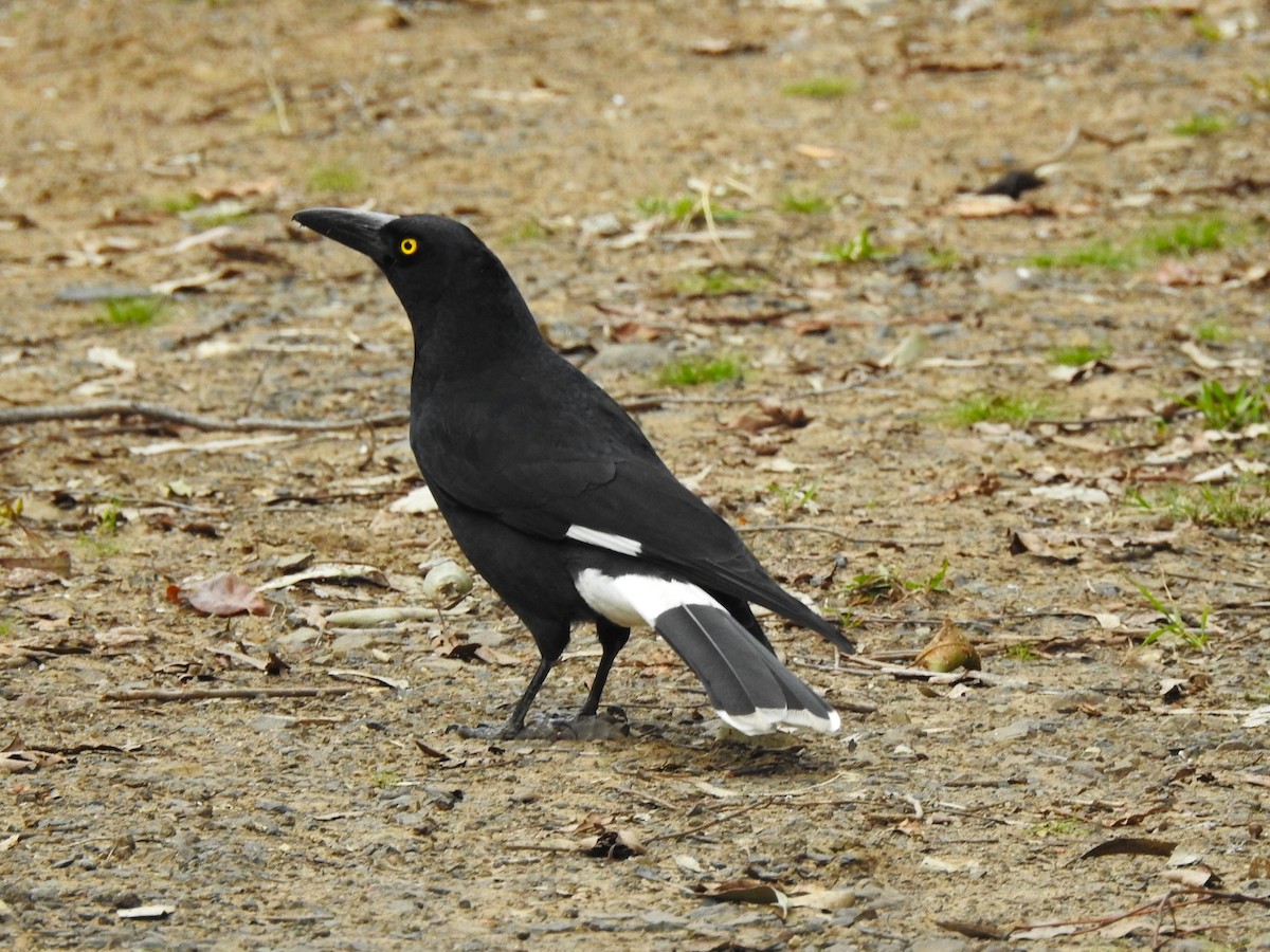 Pied Currawong - ML474308831