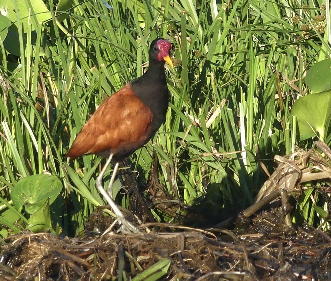 Wattled Jacana (Chestnut-backed) - ML474309001