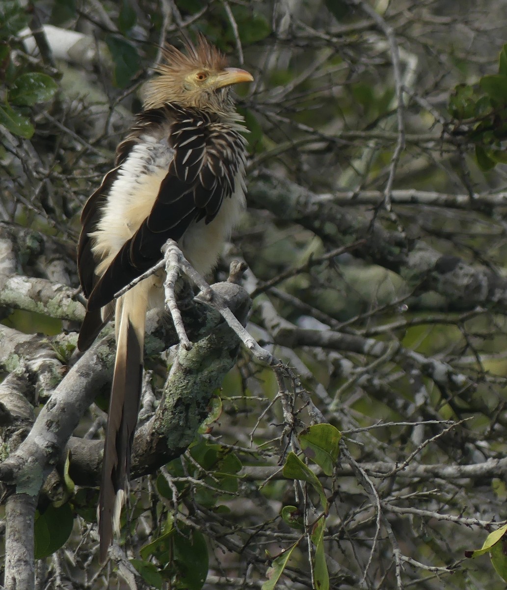 Guira Cuckoo - Alain Sylvain