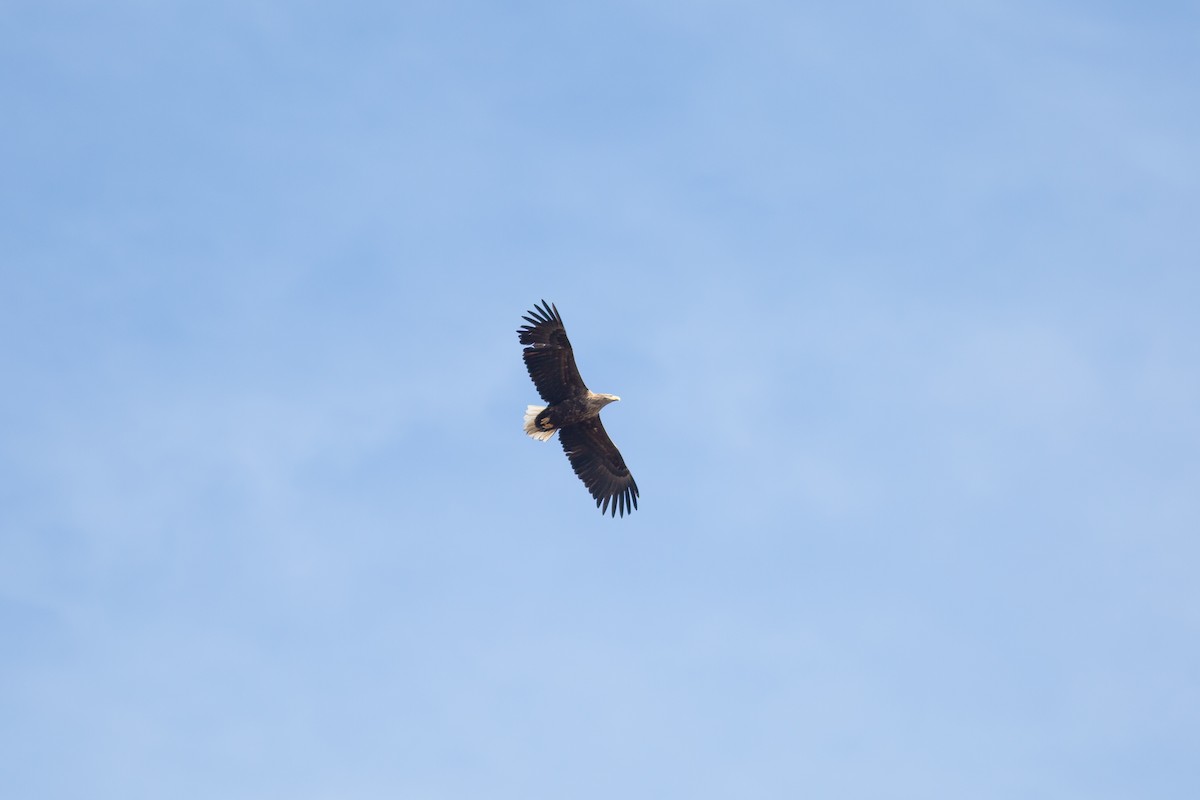 Seeadler - ML474310041
