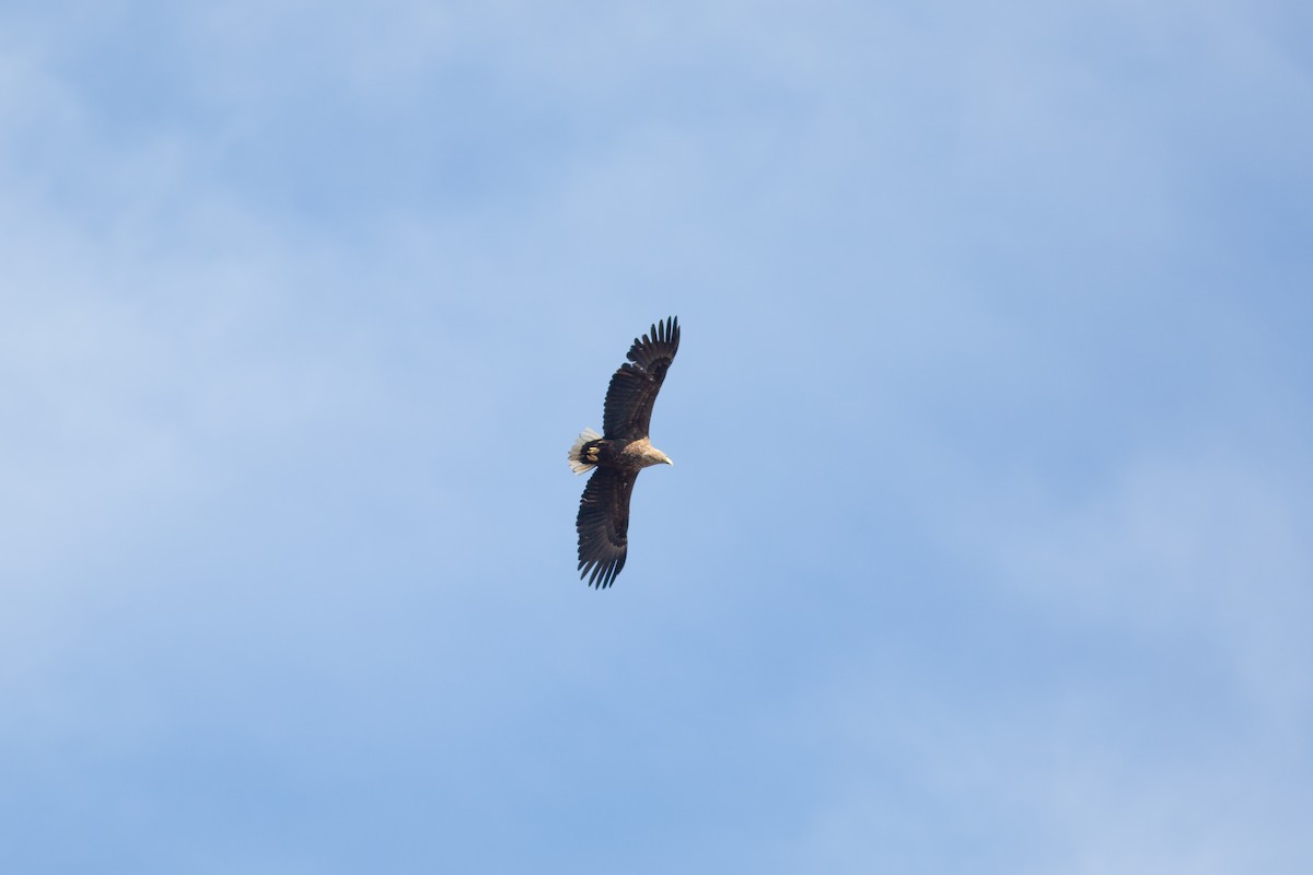 Seeadler - ML474310051