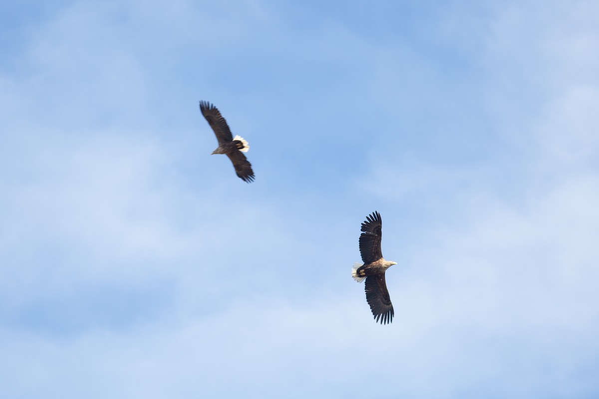 Seeadler - ML474310061