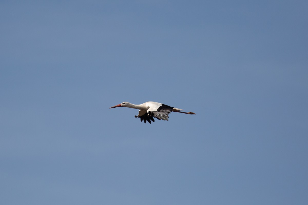 White Stork - ML474310481