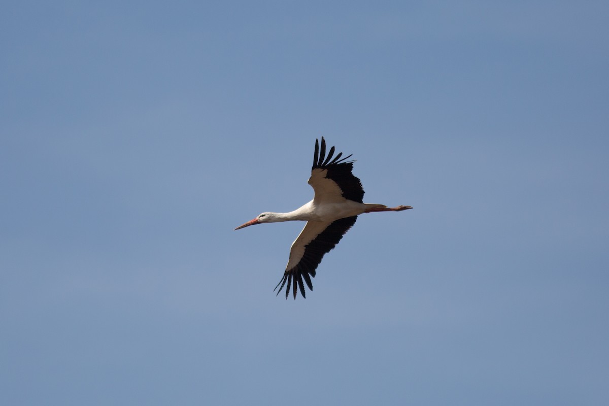 White Stork - ML474310491