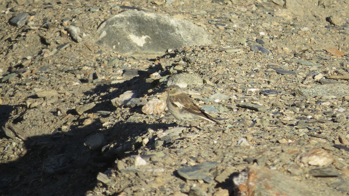Black-winged Snowfinch - ML474310601