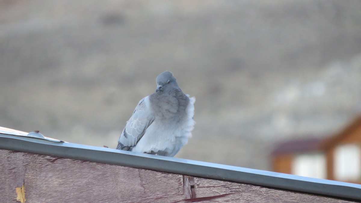Hill Pigeon - ML474310741