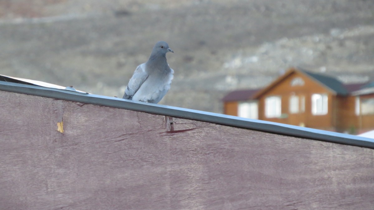 Hill Pigeon - ML474310751