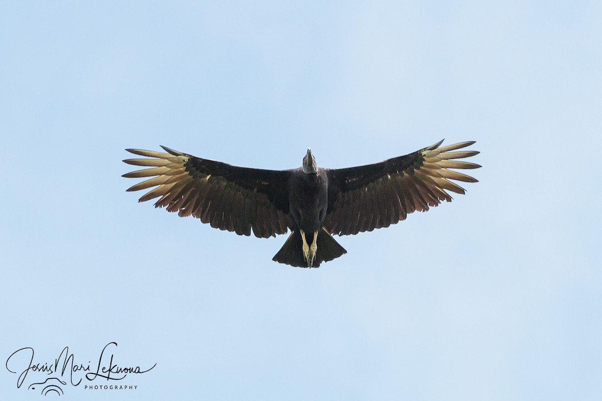 Black Vulture - ML474310911
