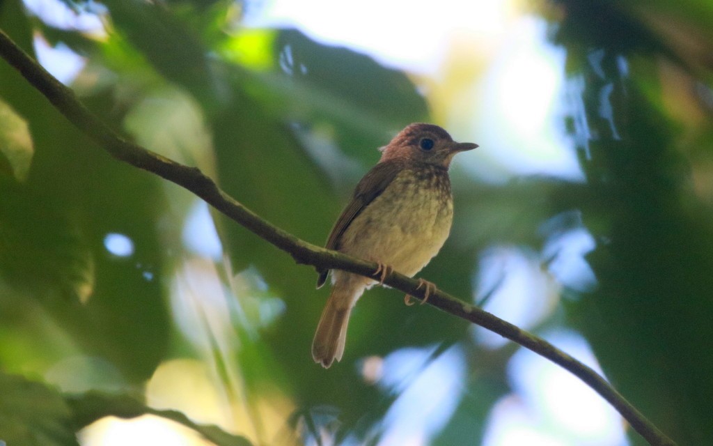 Fulvous-chested Jungle Flycatcher - ML474310951