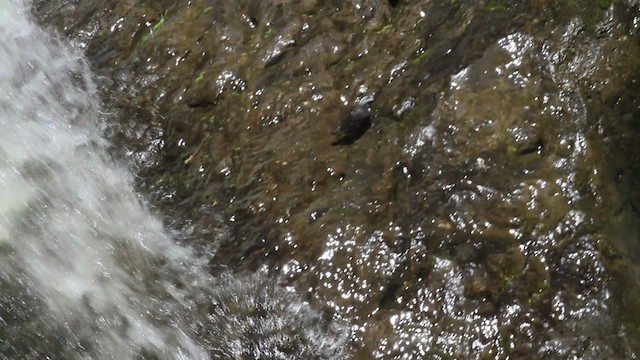 Mirlo Acuático Coroniblanco (leucocephalus) - ML474311