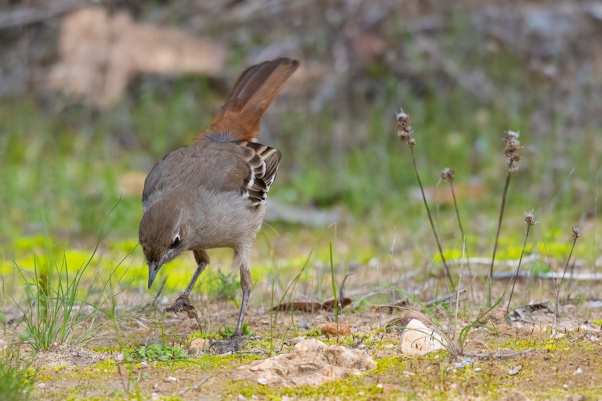 Southern Scrub-Robin - ML474311291