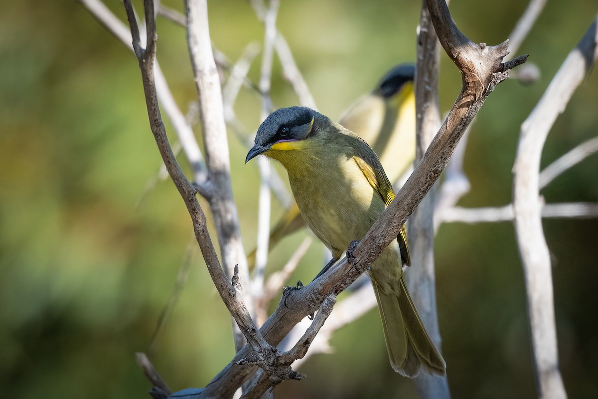 Purple-gaped Honeyeater - ML474311471