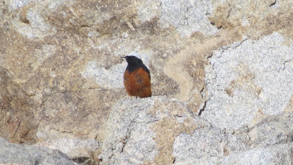 White-winged Redstart - ML474311741