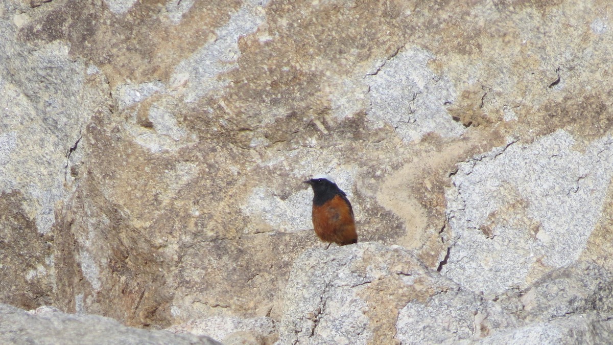 White-winged Redstart - ML474311761