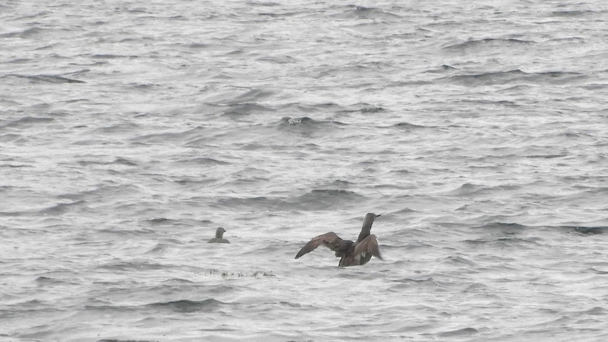 Red-throated Loon - Andy  Woodward