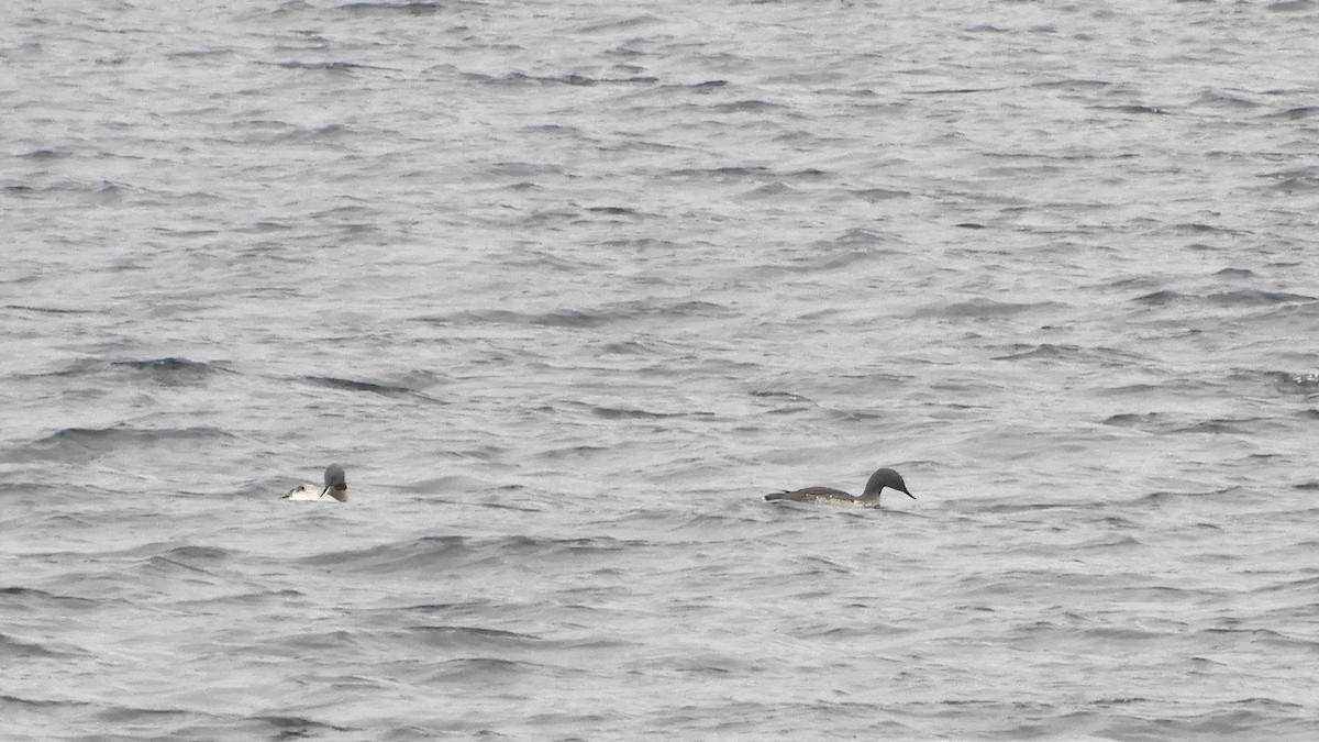 Red-throated Loon - Andy  Woodward