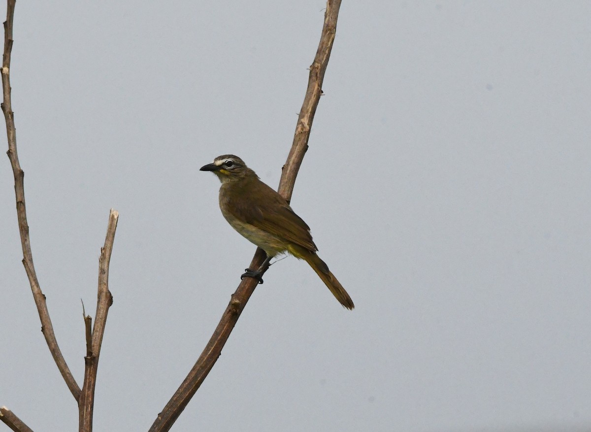 White-browed Bulbul - ML474313281