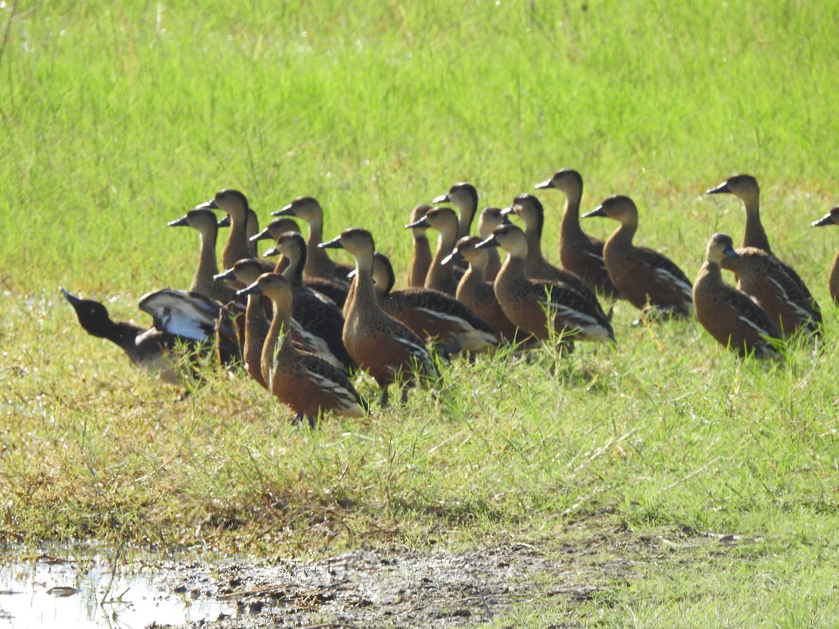 Wandering Whistling-Duck - ML474313711