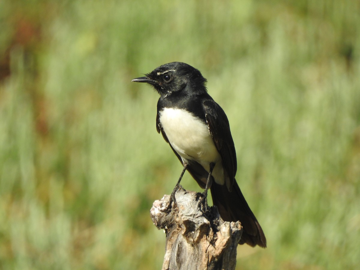 Willie-wagtail - ML474313811