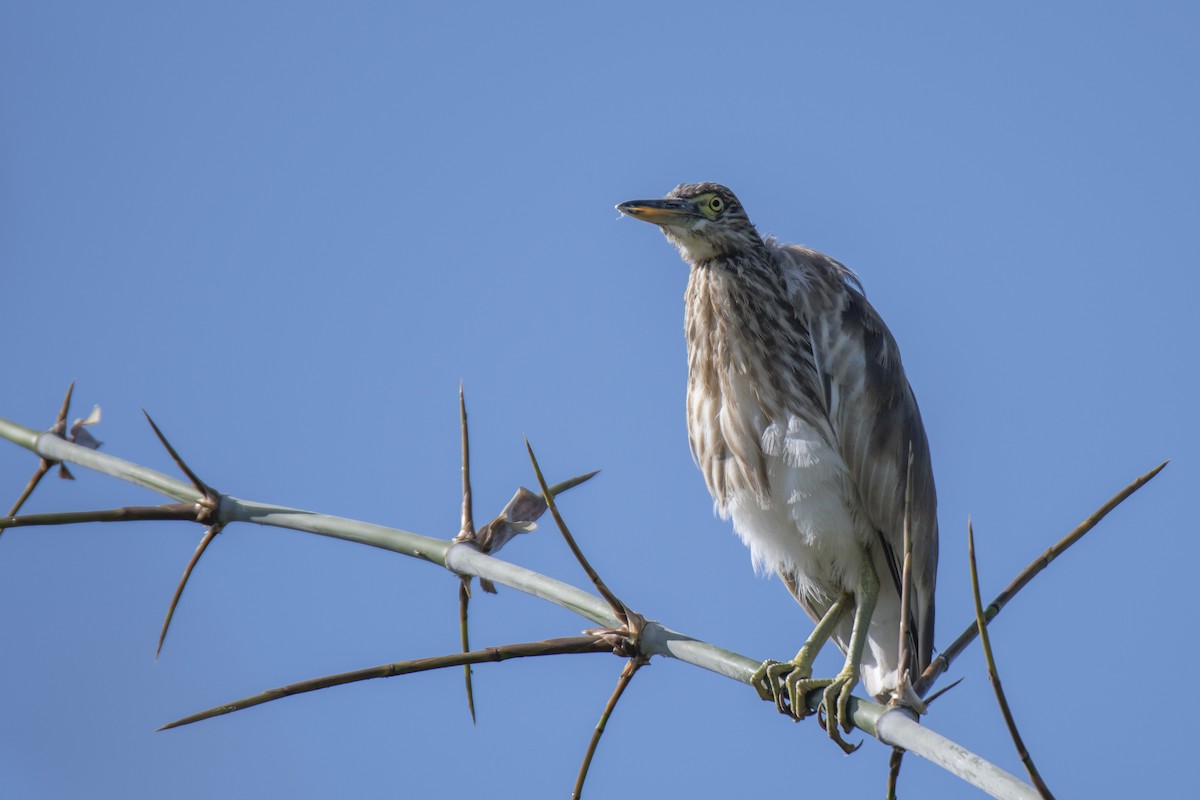 Indian Pond-Heron - ML474313951