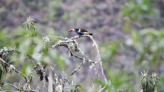 Gray-breasted Mountain-Toucan - ML474314