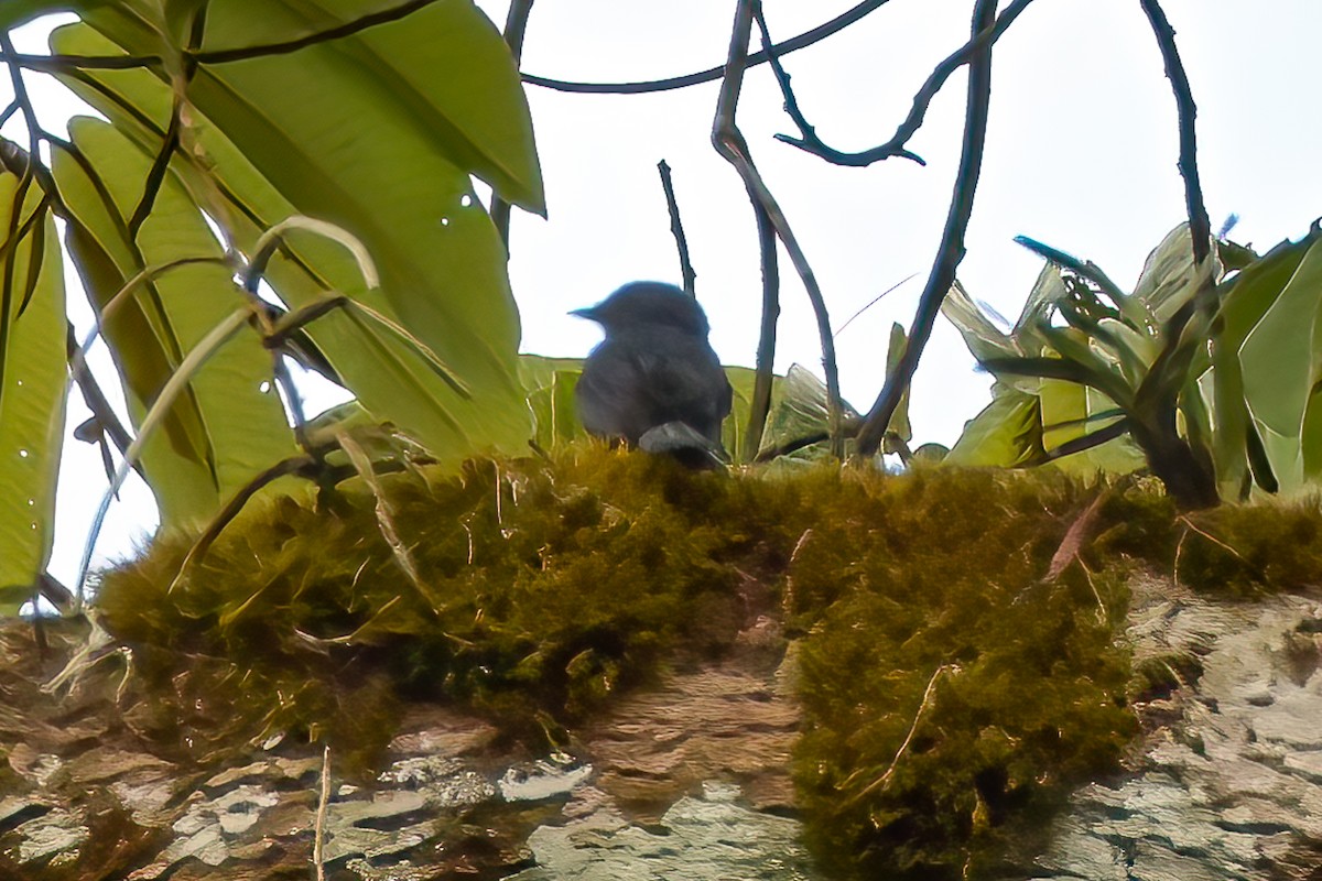 Nimba Flycatcher - Giuseppe Citino