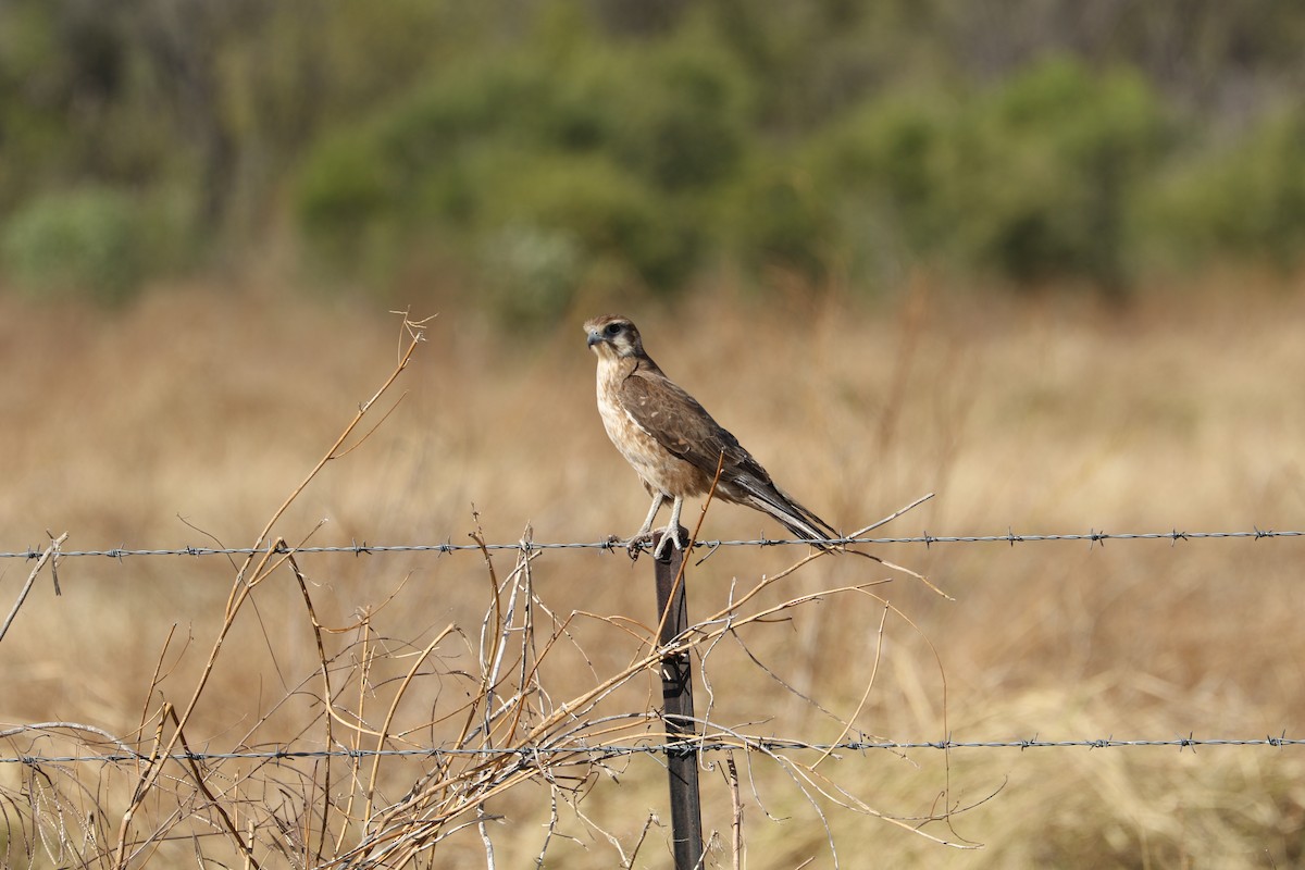 Brown Falcon - ML474316841