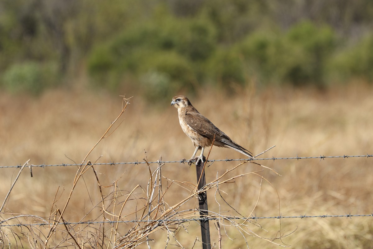 Brown Falcon - ML474316861