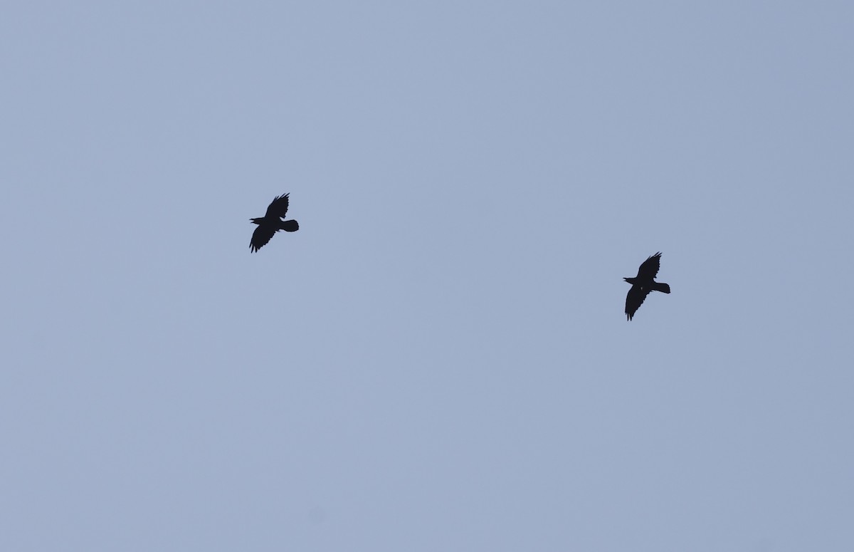 Grand Corbeau - ML474318651