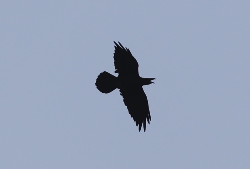 Grand Corbeau - ML474318661