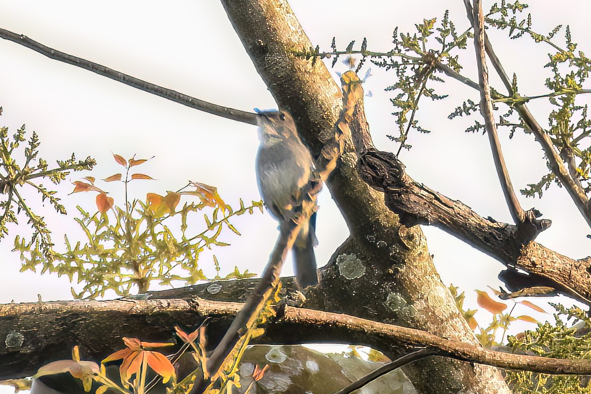 Tessmann's Flycatcher - ML474320281