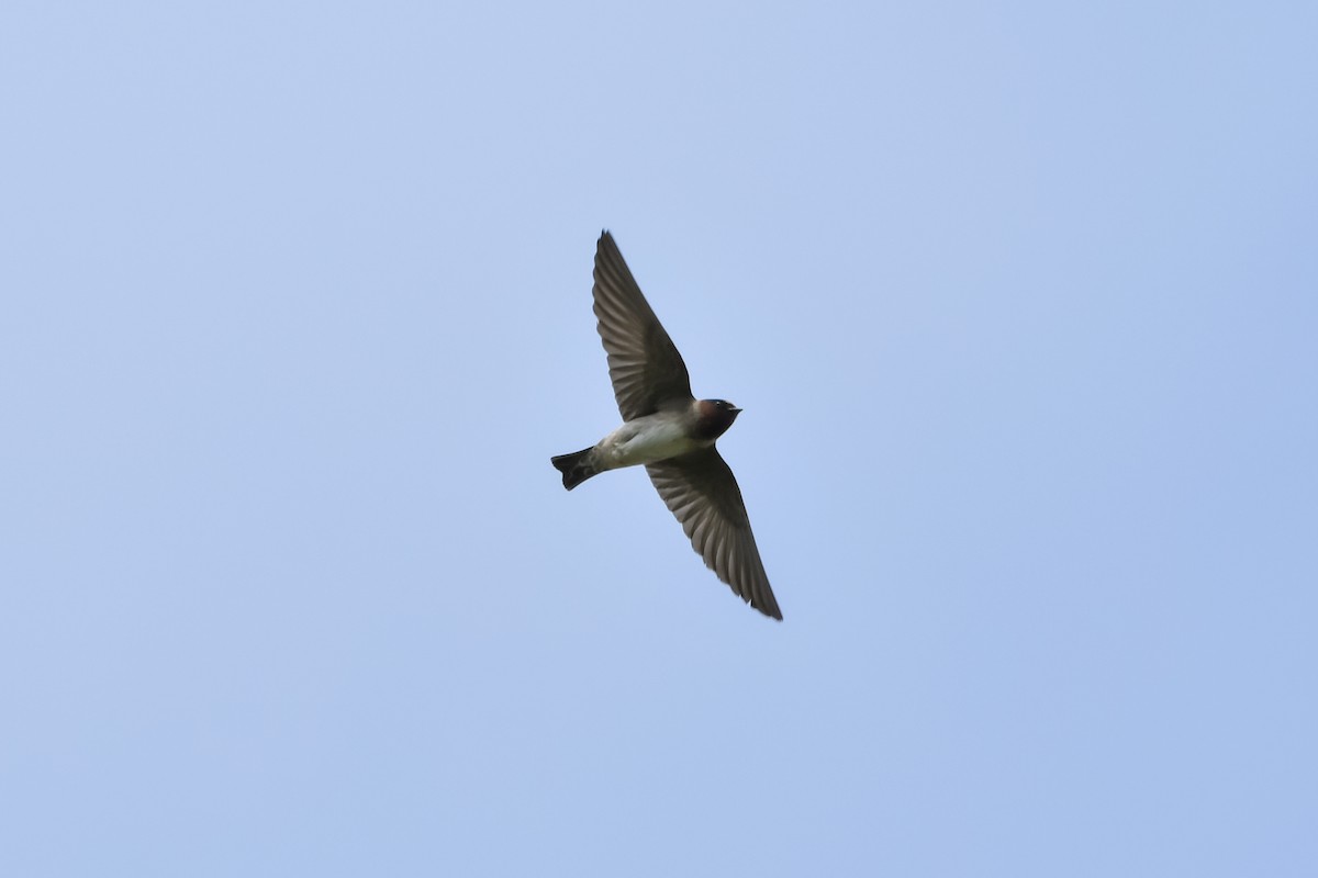 Cliff Swallow - ML474321251