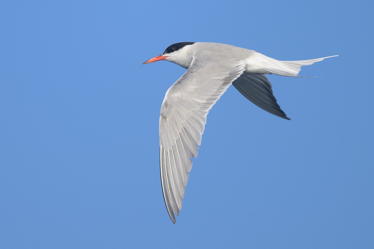 Common Tern - ML474321281