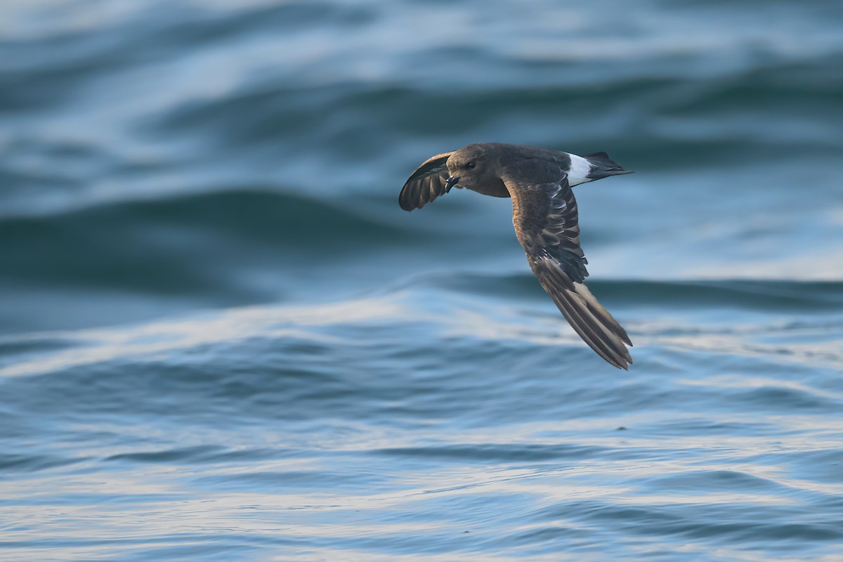 European Storm-Petrel - Sylvain Reyt