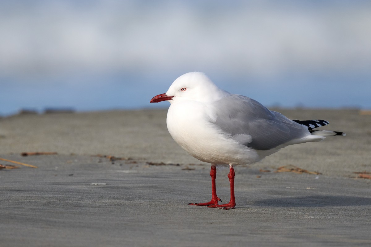 Gaviota Plateada - ML474321321