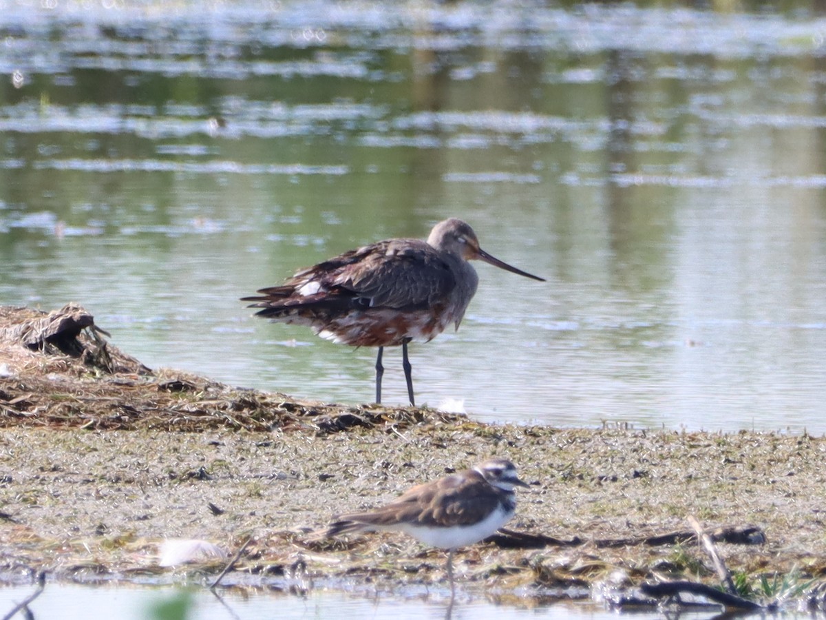 Hudsonian Godwit - ML474321991