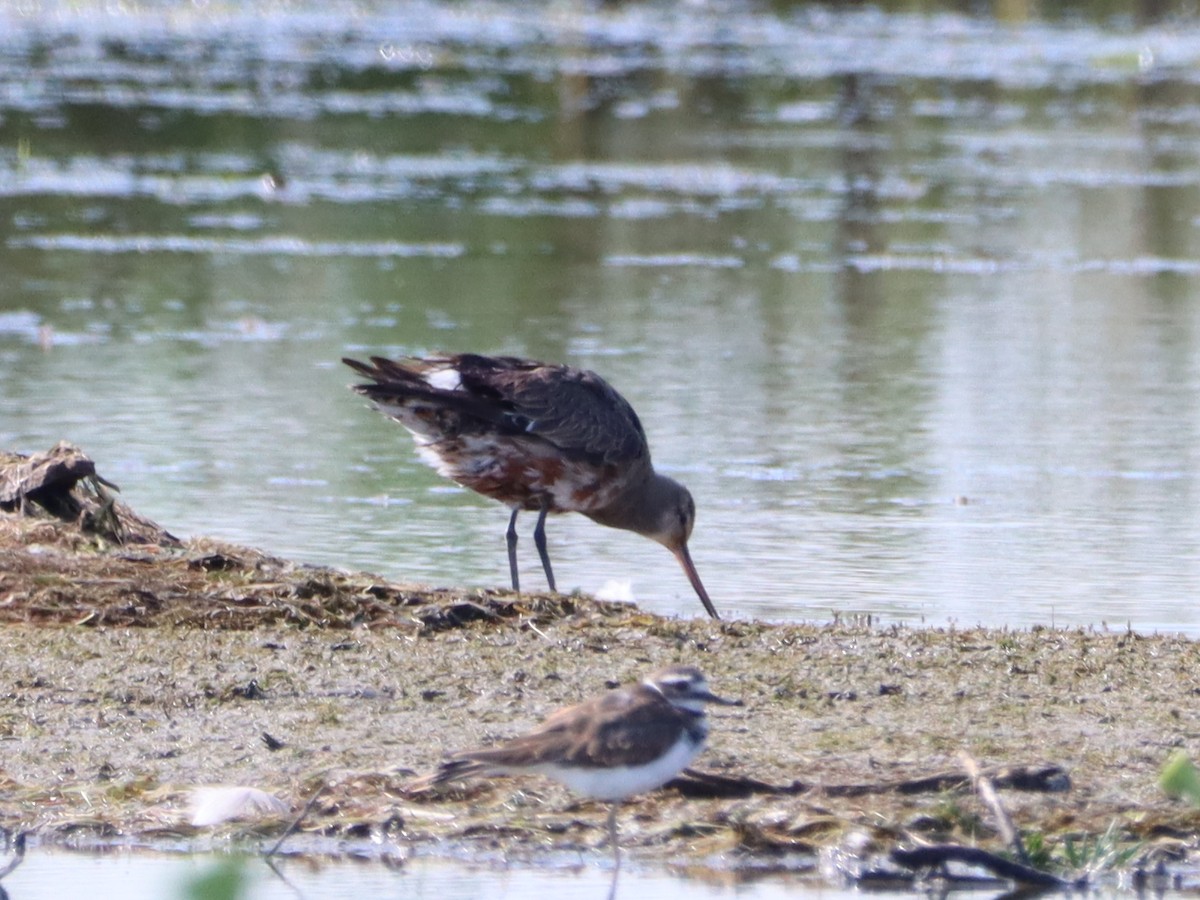 Hudsonian Godwit - ML474322011