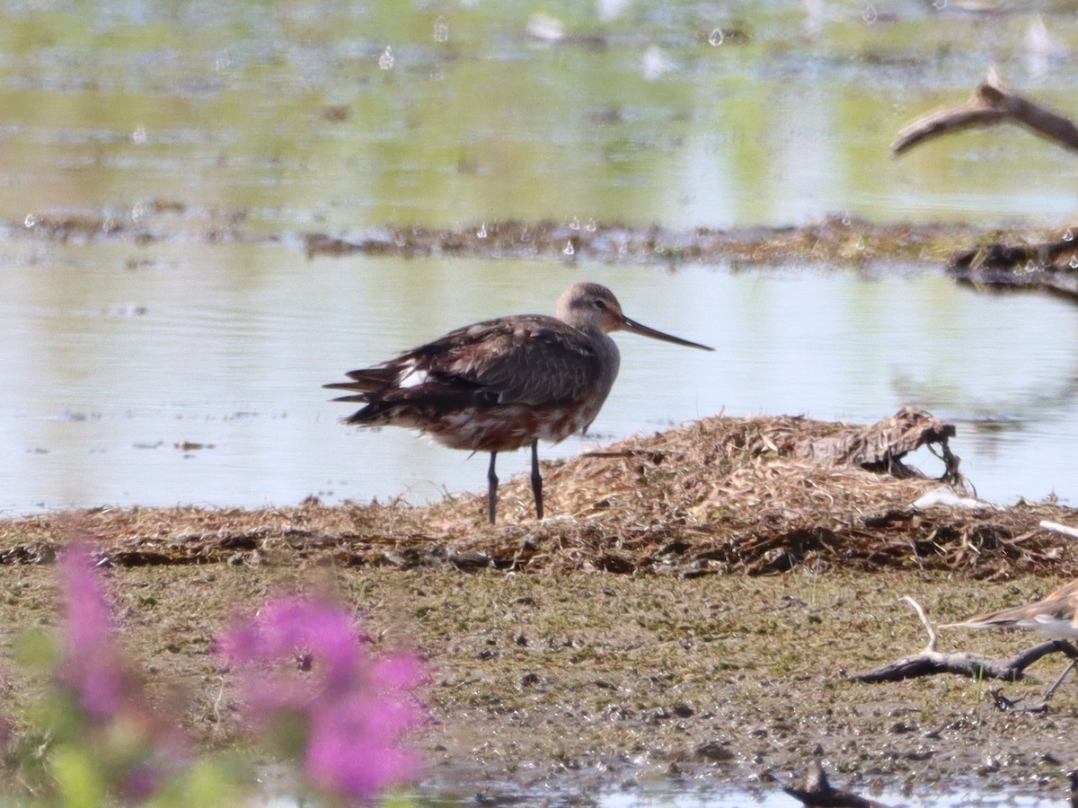 Hudsonian Godwit - ML474322021