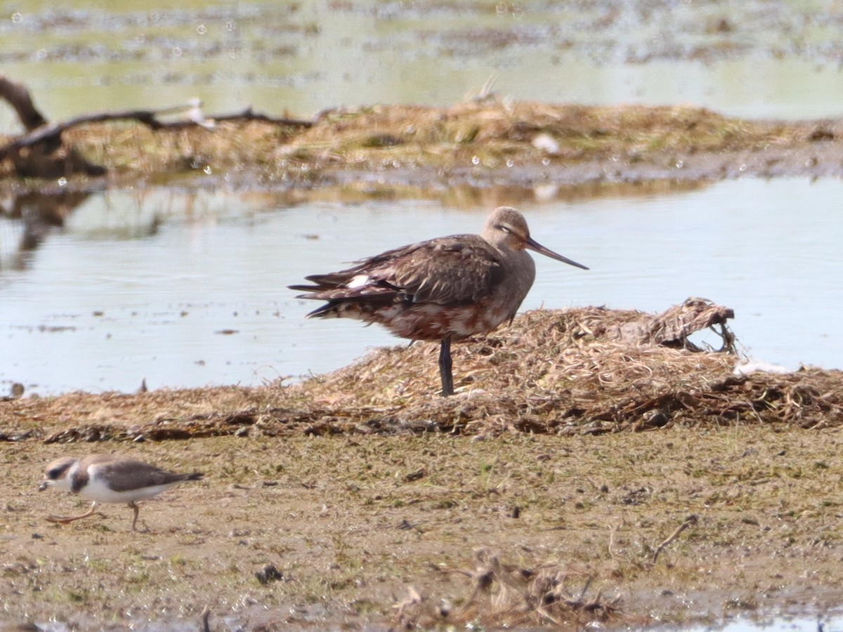 Hudsonian Godwit - ML474322031